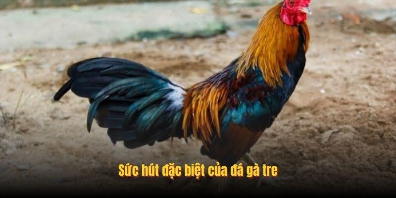 High-Class Cockfighting with Big Prizes - The Most Attractive Offer Today