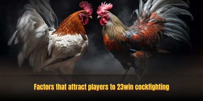 Complete Review Of 23win Cockfighting Platform In 2026