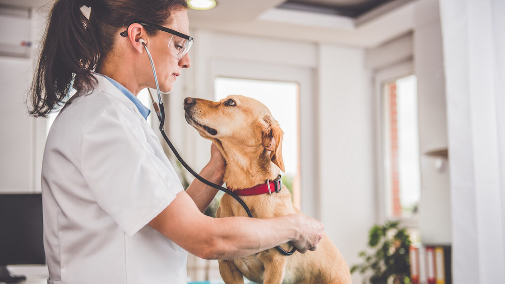 How To Pick Your Pet's Best Veterinary Clinic?