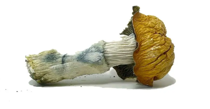 The Science of Psilocybin: What Researchers Actually Study
